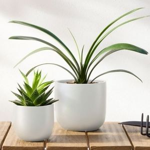 West Elm Radius Ceramic Indoor/Outdoor Tabletop  Planters